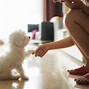 Cách Huấn Luyện Chó Con Poodle